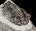 Bargain, Coltraneia - Bug Eyed Trilobite #53560-5